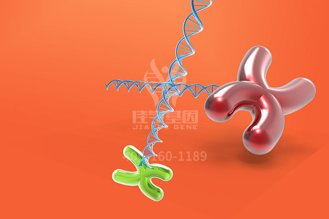 <b>【佳学基因检测】ATP4B分子病理检测后采用什么药物治疗比较有效果？</b>