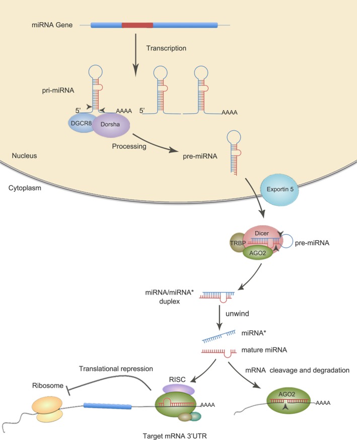 包含图片、插图等的外部文件。对象名称为 CNS-24-586-g001.jpg 包含图片、插图等的外部文件。对象名称为 CNS-24-586-g001.jpg
