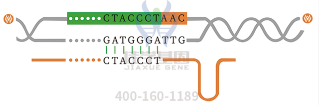 <b>【佳学基因检测】医学博士CALM1P2基因检测的知识结构准备</b>