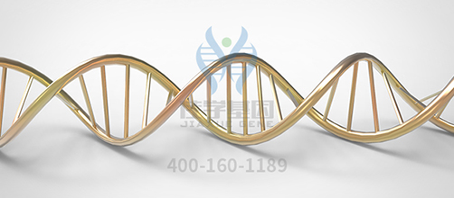 <b>【佳学基因检测】执业助理医师资格考试中关于CHUK的知识要点</b>