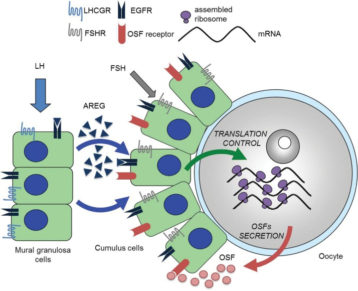 <b>【佳学基因检测】神经外科学中如何充实CPT1B分子病理检测内容</b>