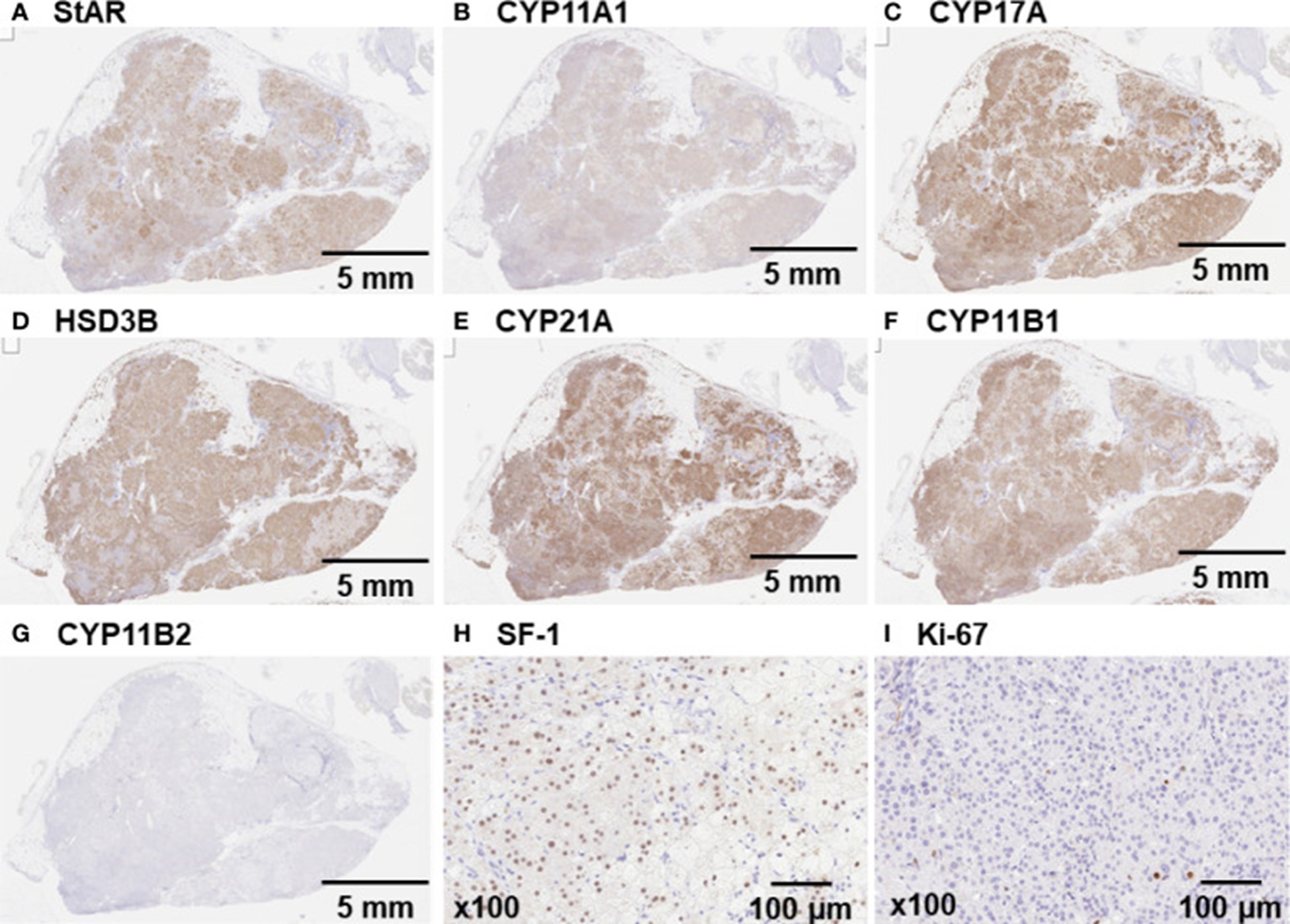 <b>【佳学基因检测】临床医学硕士关于COX7A2P2疾病风险评估的必备内容</b>