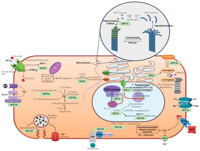 <b>【佳学基因检测】质谱分子病理检测CTSH基因存在基因突变该怎么理解？</b>